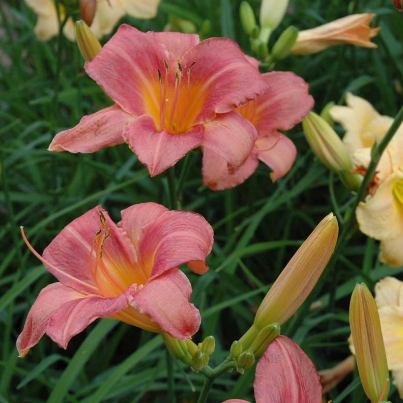 Hemerocallis Strawberry Swirl - Daglelie (Flowering)