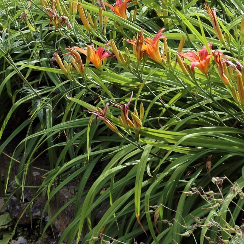 Hemerocallis fulva - Bruine daglelie (Foliage)