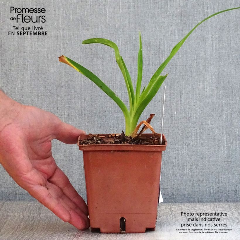 Exemplaar van Hemerocallis Siloam Ribbon Candy - Daglelie Pot van 1 l/1,5 l zoals geleverd in de herfst