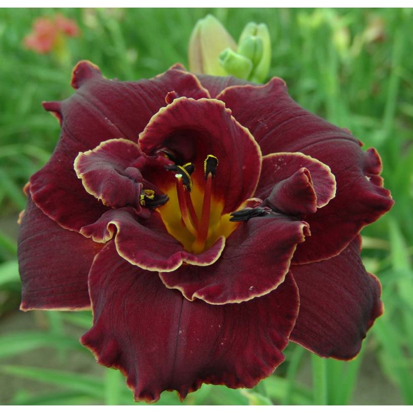 Hemerocallis Night Embers - Daglelie (Flowering)