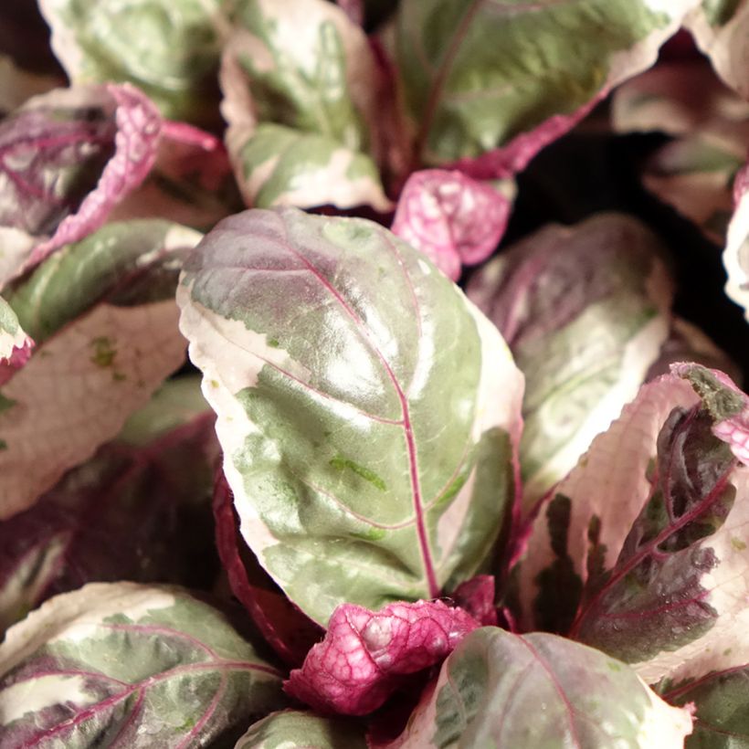 Hemigraphis Snow White - Paarse wafelplant (Blad)