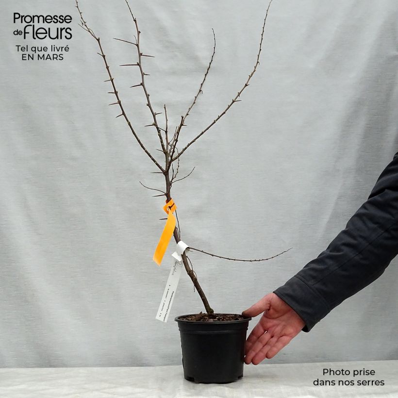 Example of Hemiptelea davidii - Orme chinois épineux Pot van 2 l/3 l as you get in printemps