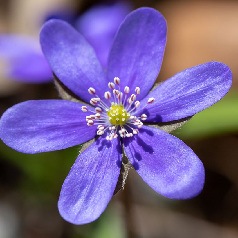 Hepatica nobilis - Leverbloempje (Bloei)