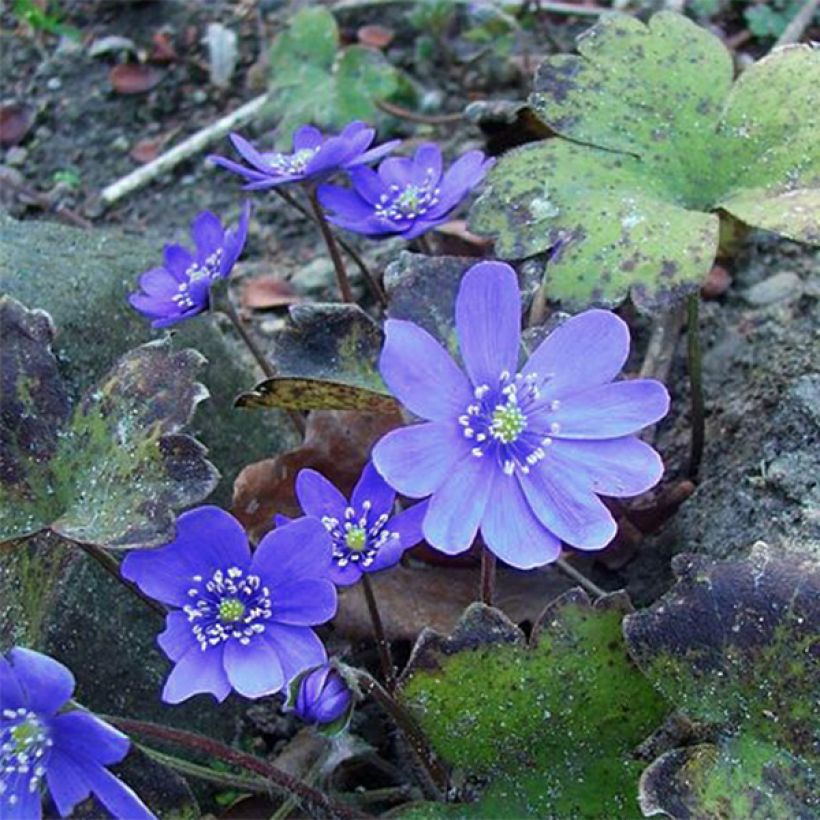Hepatica transsilvanica Blue Jewel - Leverbloempje (Bloei)