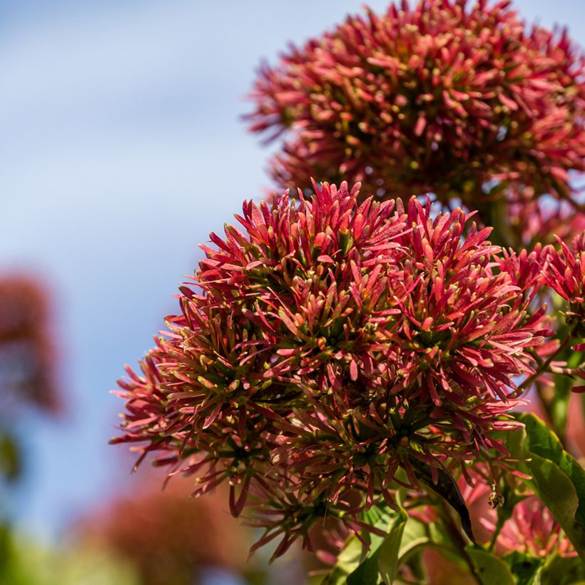 Heptacodium miconioides Temple of Bloom - Zevenzonenboom (Flowering)