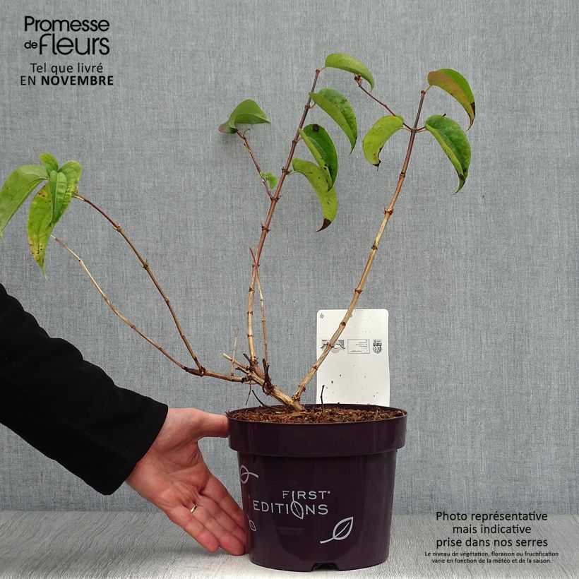 Exemplaar van Heptacodium miconioides Tianshan - Zevenzonenboom Pot van 3 l/4 l zoals geleverd in de herfst