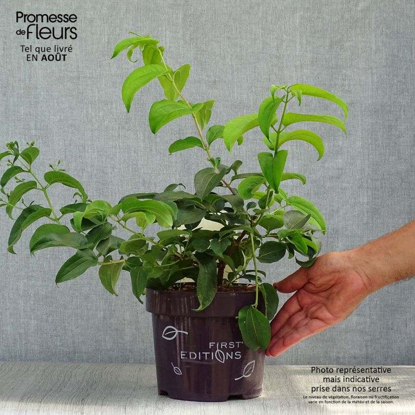 Exemplaar van Heptacodium miconioides Tianshan - Zevenzonenboom Pot van 3 l/4 l zoals geleverd in de zomer
