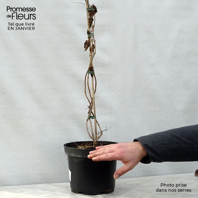 Example of Heptacodium miconioides - Zevenzonenboom Pot van 3 l/4 l as you get in hiver