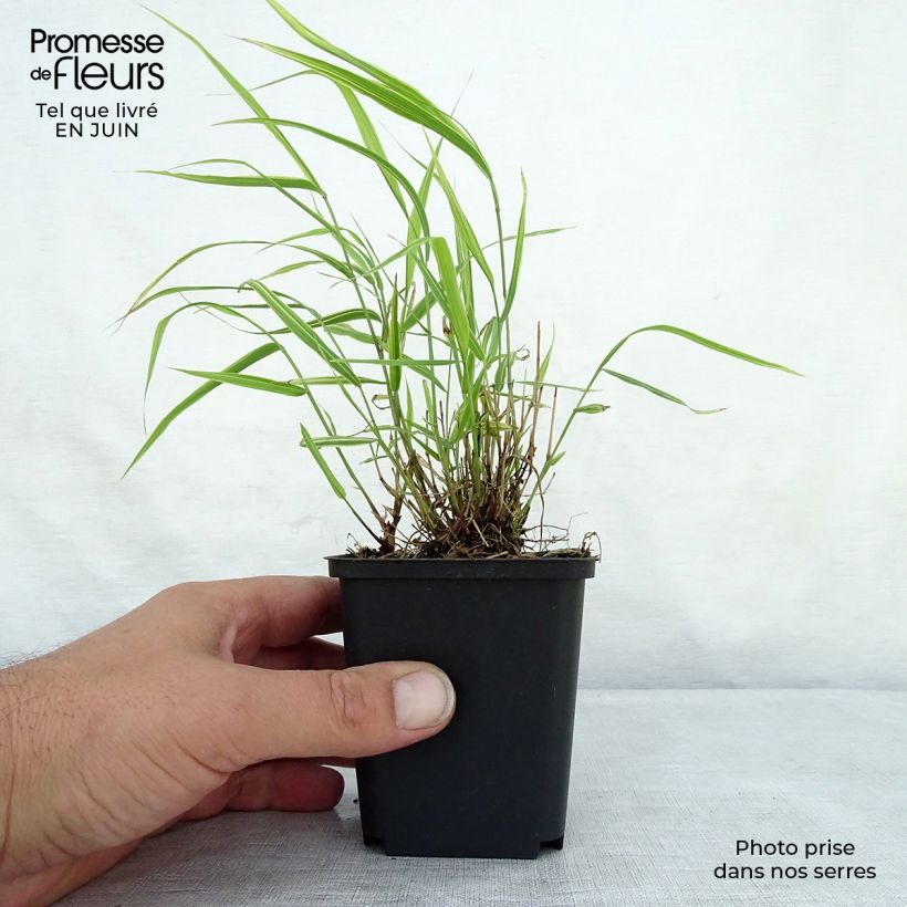 Exemplaar van Hakonechloa macra Albostriata - Japans berggras Kweekpotje van 8/9 cm zoals geleverd in de zomer