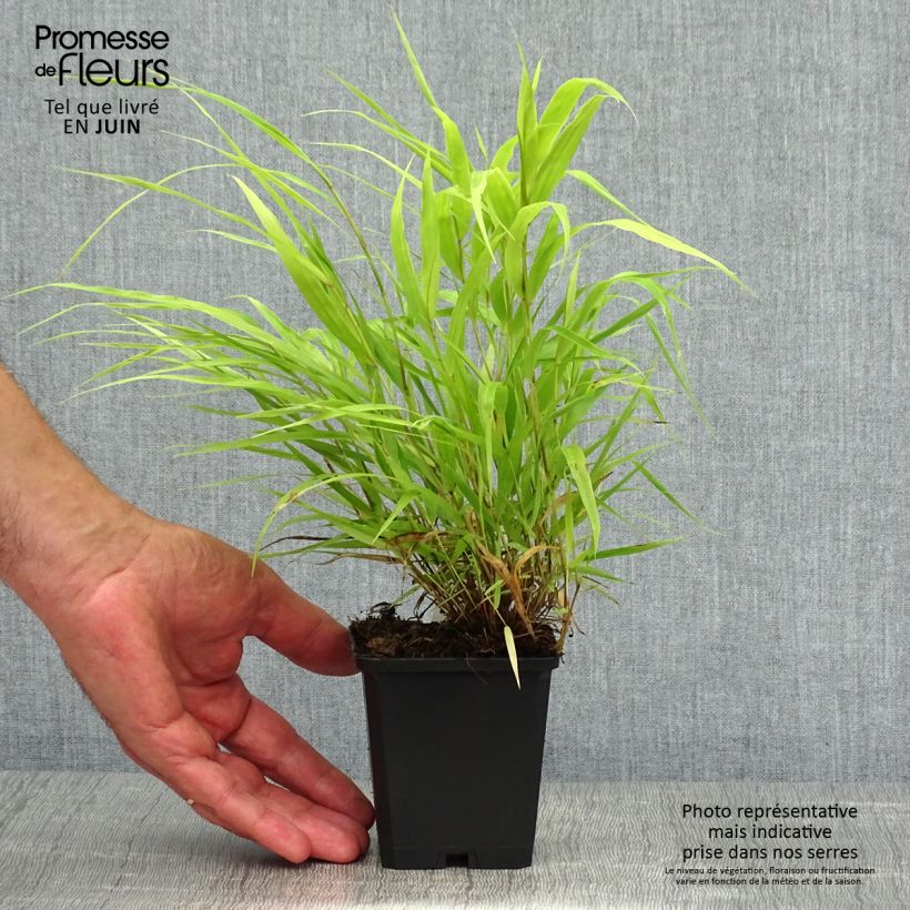 Exemplaar van Hakonechloa macra All Gold - Japans berggras Kweekpotje van 8/9 cm zoals geleverd in de zomer