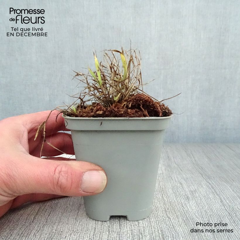 Example of Hakonechloa macra All Gold - Japans berggras Kweekpotje van 8/9 cm as you get in hiver