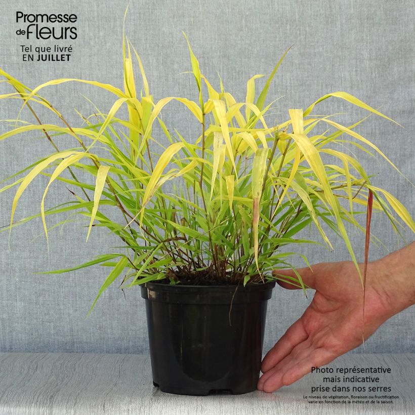 Exemplaar van Hakonechloa macra All Gold - Japans berggras Pot van 2 l/3 l zoals geleverd in de zomer