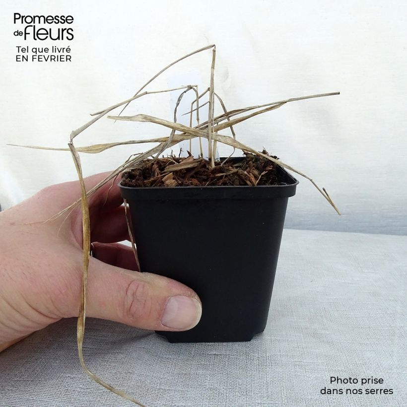 Example of Hakonechloa macra Naomi - Japans berggras Kweekpotje van 8/9 cm as you get in hiver