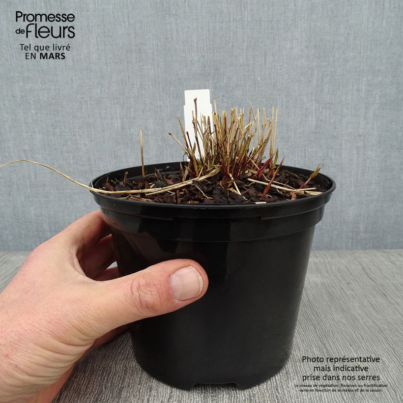 Example of Hakonechloa macra Naomi - Japans berggras Pot van 2 l/3 l as you get in hiver