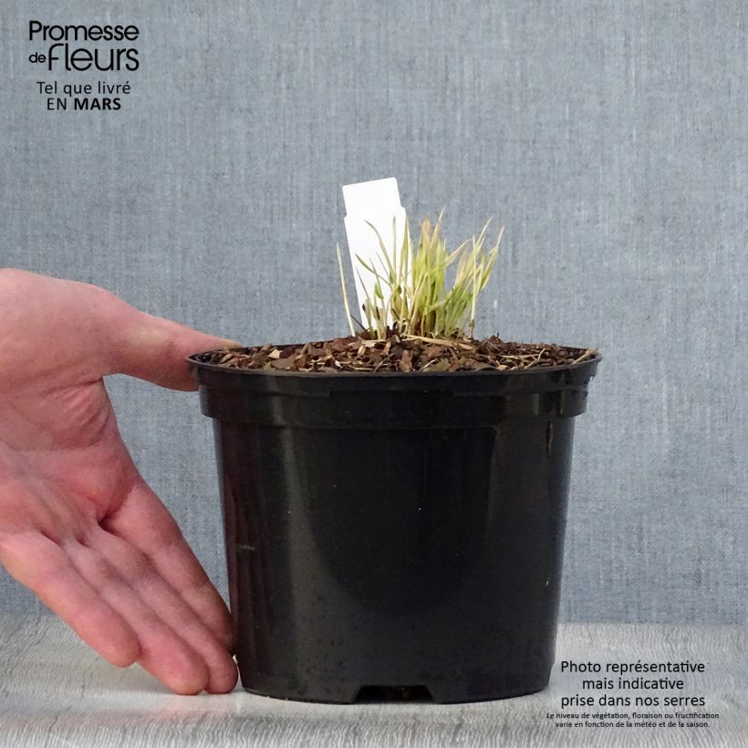 Exemplaar van Hakonechloa macra Naomi - Japans berggras Pot van 2 l/3 l zoals geleverd in de lente