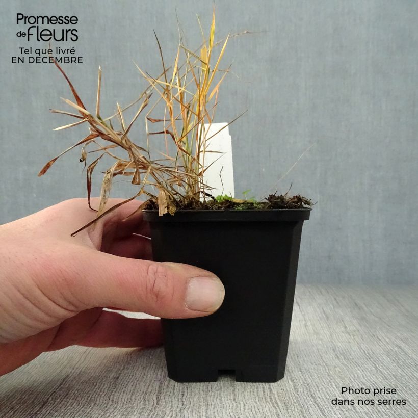 Example of Hakonechloa macra Nicolas - Japans berggras Kweekpotje van 8/9 cm as you get in hiver