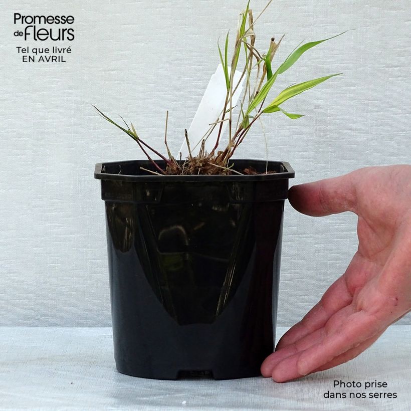 Exemplaar van Hakonechloa macra Nicolas - Japans berggras Pot van 2 l/3 l zoals geleverd in de lente