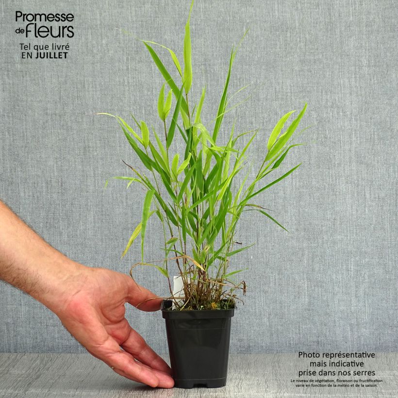 Exemplaar van Hakonechloa macra - Japans berggras Kweekpotje van 8/9 cm zoals geleverd in de zomer