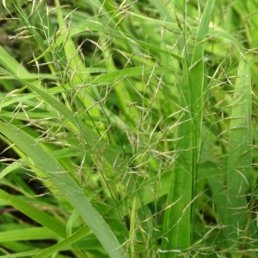 Hakonechloa macra - Japans berggras (Flowering)