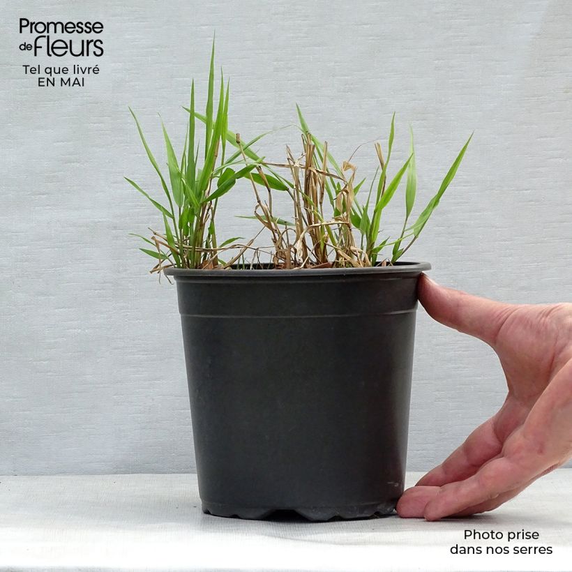 Exemplaar van Hakonechloa macra - Japans berggras Pot van 2 l/3 l zoals geleverd in de lente