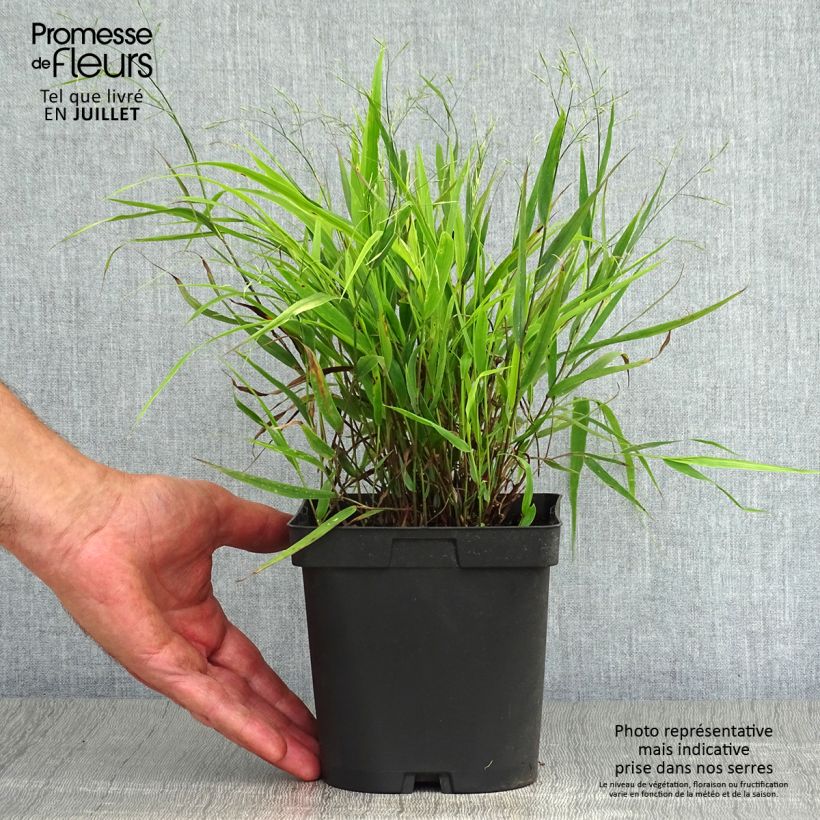 Exemplaar van Hakonechloa macra - Japans berggras Pot van 2 l/3 l zoals geleverd in de zomer