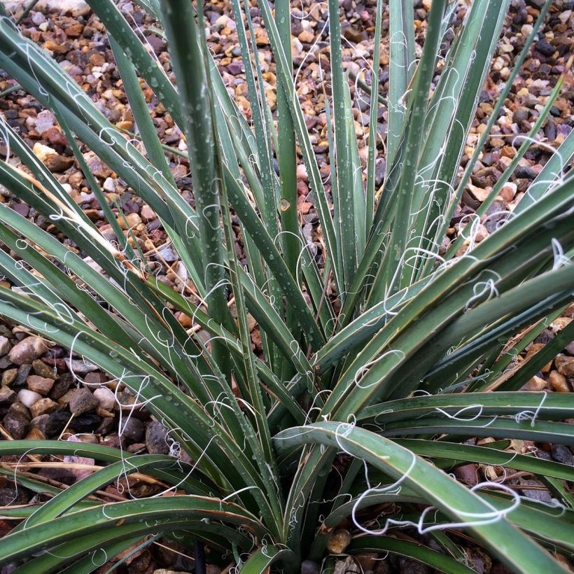 Hesperaloe parviflora - Rode yucca (Foliage)