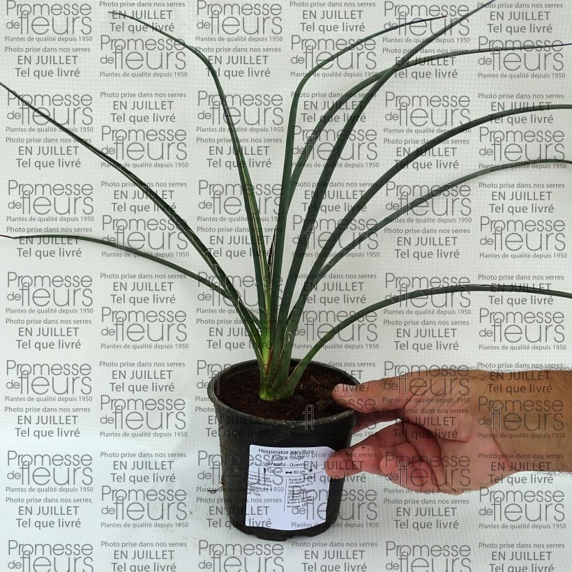 Exemplaar van Hesperaloe parviflora - Rode yucca Pot van 7,5 l/10 l zoals geleverd in de zomer