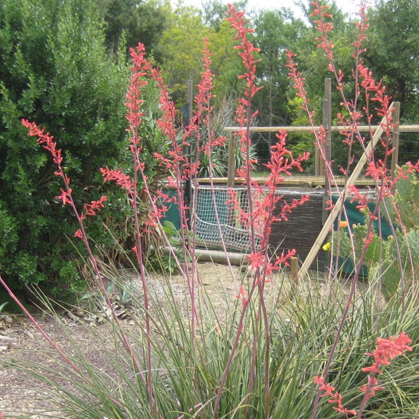 Hesperaloe parviflora Rubra - Rode yucca (Flowering)