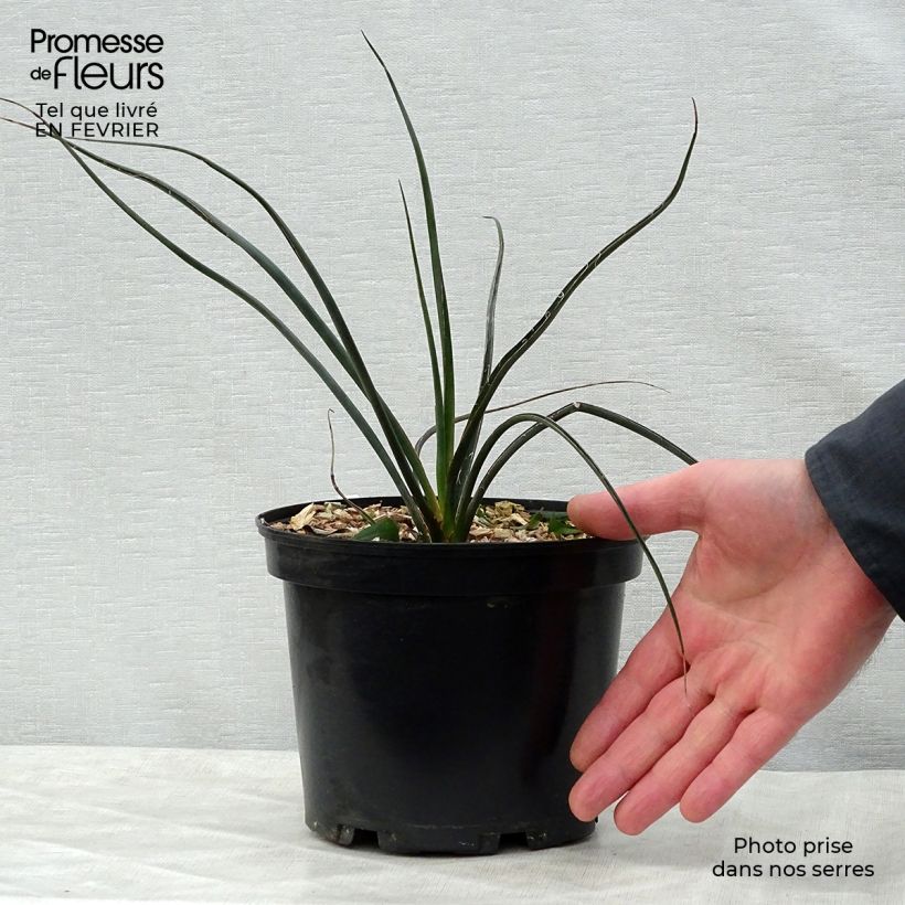 Example of Hesperaloe parviflora Rubra - Yucca Rouge. Pot van 2 l/3 l as you get in hiver