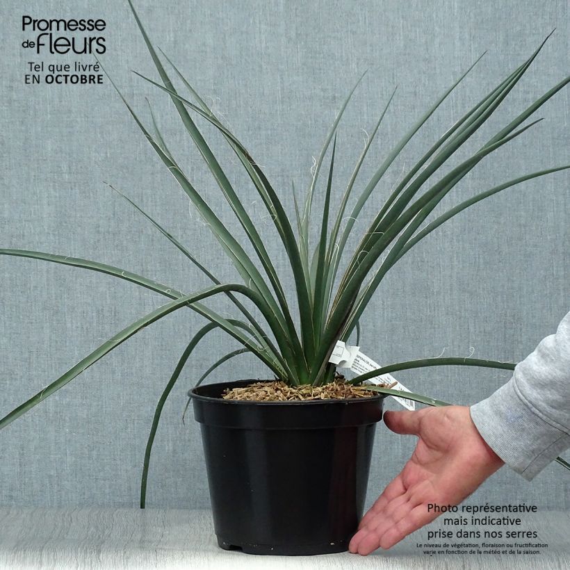 Exemplaar van Hesperaloe parviflora Rubra - Rode yucca Pot van 2 l/3 l zoals geleverd in de herfst