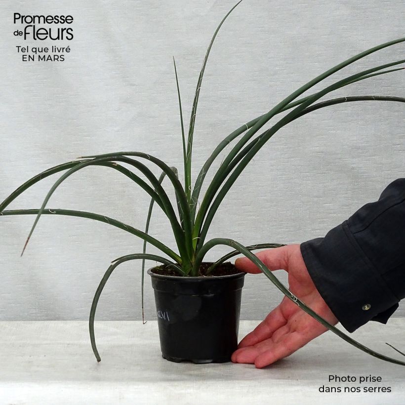 Exemplaar van Hesperaloe parviflora - Rode yucca Pot van 7,5 l/10 l zoals geleverd in de lente