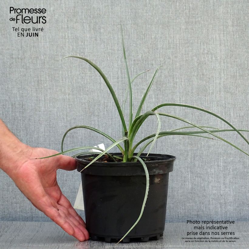 Exemplaar van Hesperaloe parviflora Rose des Sables - Rode yucca Pot van 2 l/3 l zoals geleverd in de zomer