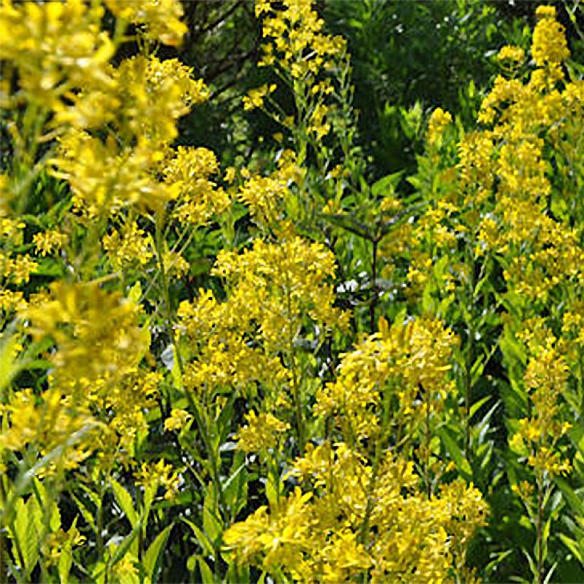 Hesperis lutea - Damastbloem (Bloei)