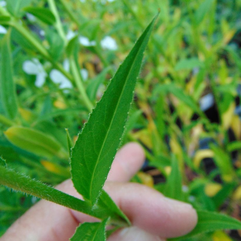 Hesperis matronalis Alba - Damastbloem (Foliage)