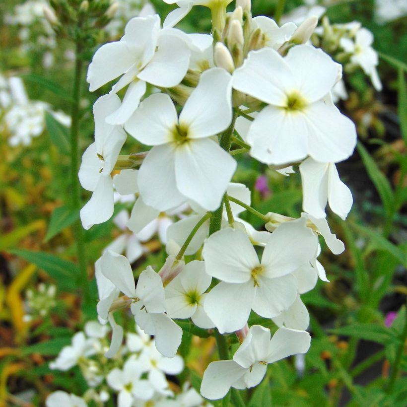 Hesperis matronalis Alba - Damastbloem (Flowering)