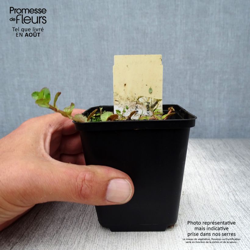 Exemplaar van Hesperis matronalis Alba - Damastbloem Kweekpotje van 8/9 cm zoals geleverd in de zomer