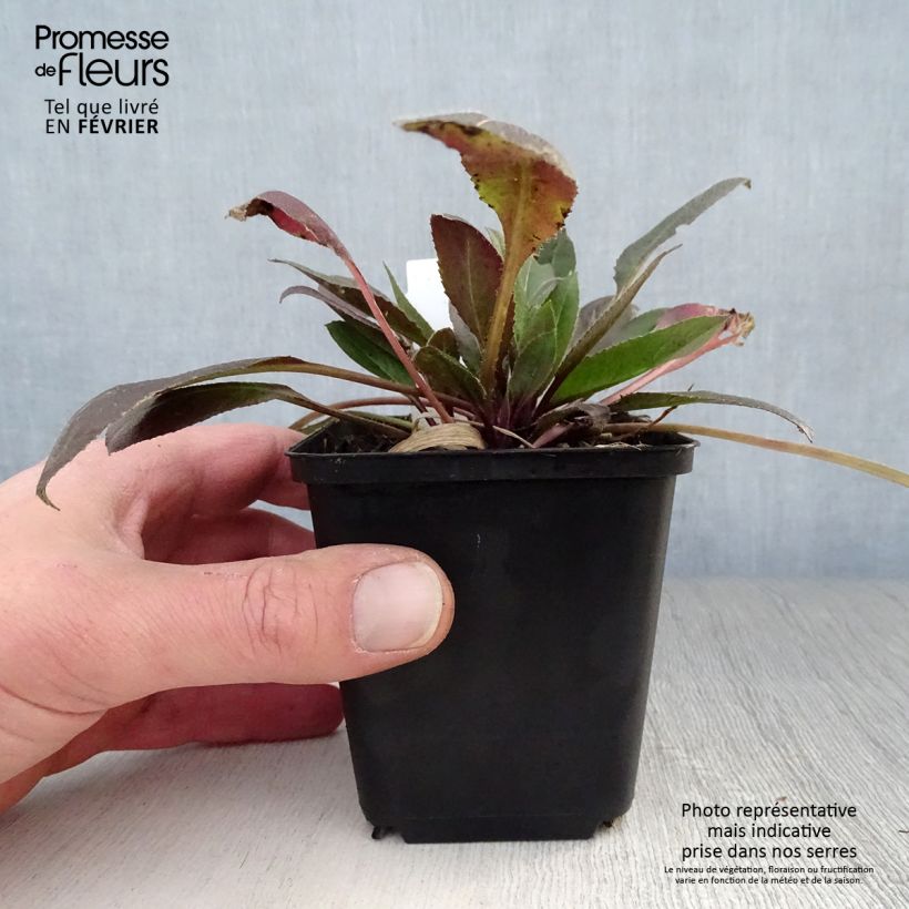 Example of Hesperis matronalis Alba - Damastbloem Kweekpotje van 8/9 cm as you get in hiver