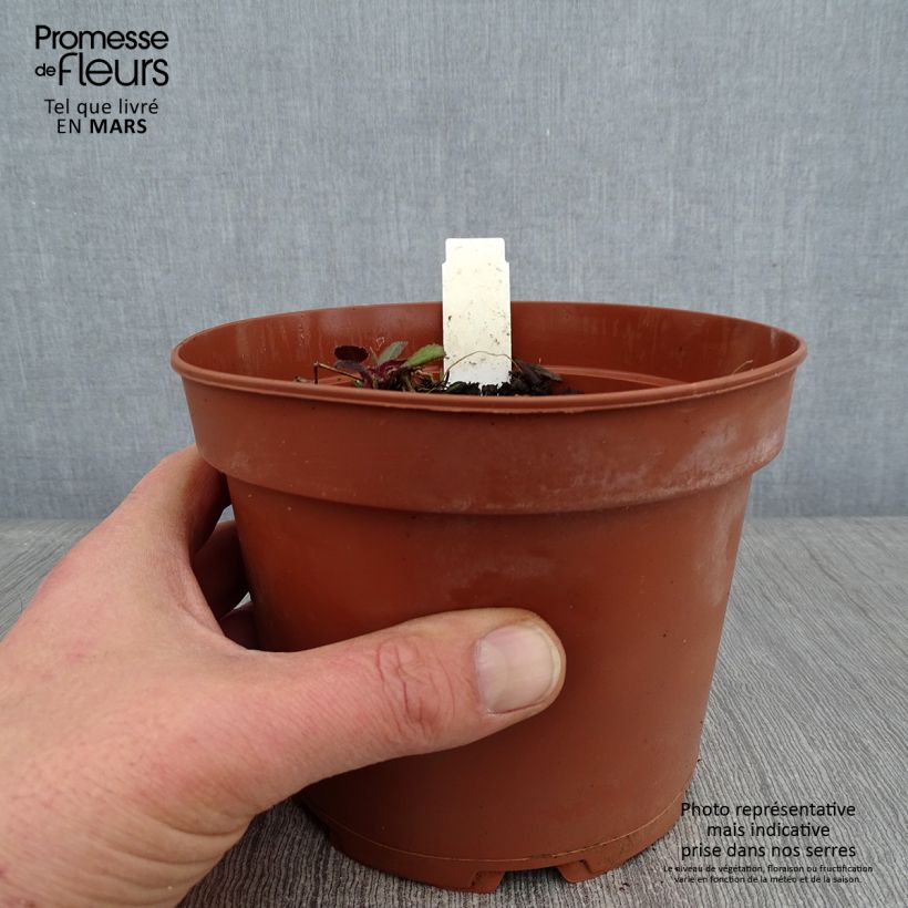 Example of Hesperis matronalis Alba - Damastbloem Pot van 2 l/3 l as you get in hiver