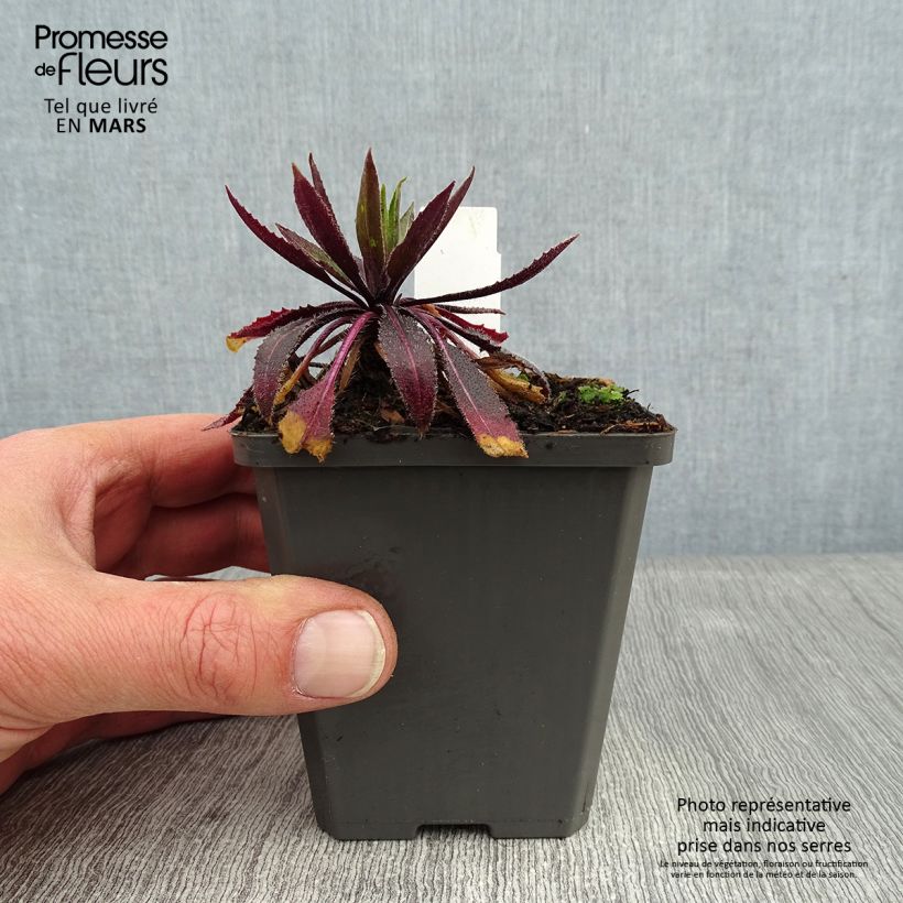 Example of Hesperis matronalis albiflora Alba Plena - Damastbloem Kweekpotje van 8/9 cm as you get in hiver