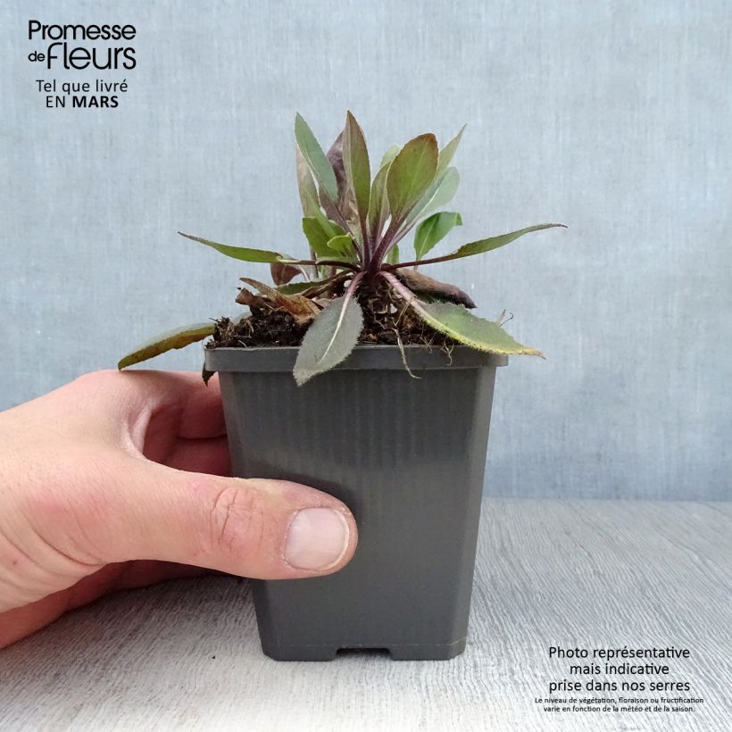 Exemplaar van Hesperis matronalis albiflora Alba Plena - Damastbloem Kweekpotje van 8/9 cm zoals geleverd in de lente