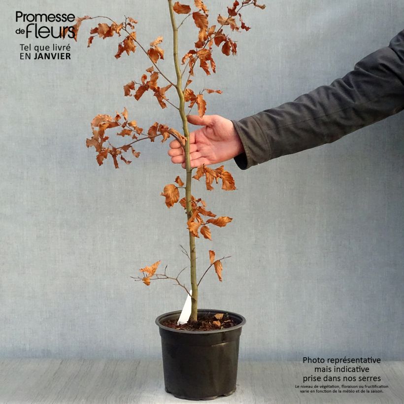 Example of Fagus sylvatica - Beuk Pot van 2 l/3 l as you get in hiver