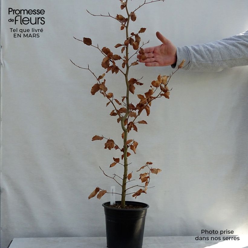 Exemplaar van Fagus sylvatica - Beuk Pot van 2 l/3 l zoals geleverd in de lente