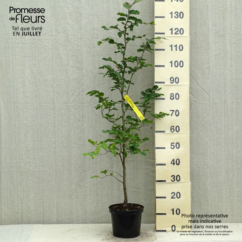 Exemplaar van Fagus sylvatica - Beuk Pot van 2 l/3 l zoals geleverd in de zomer