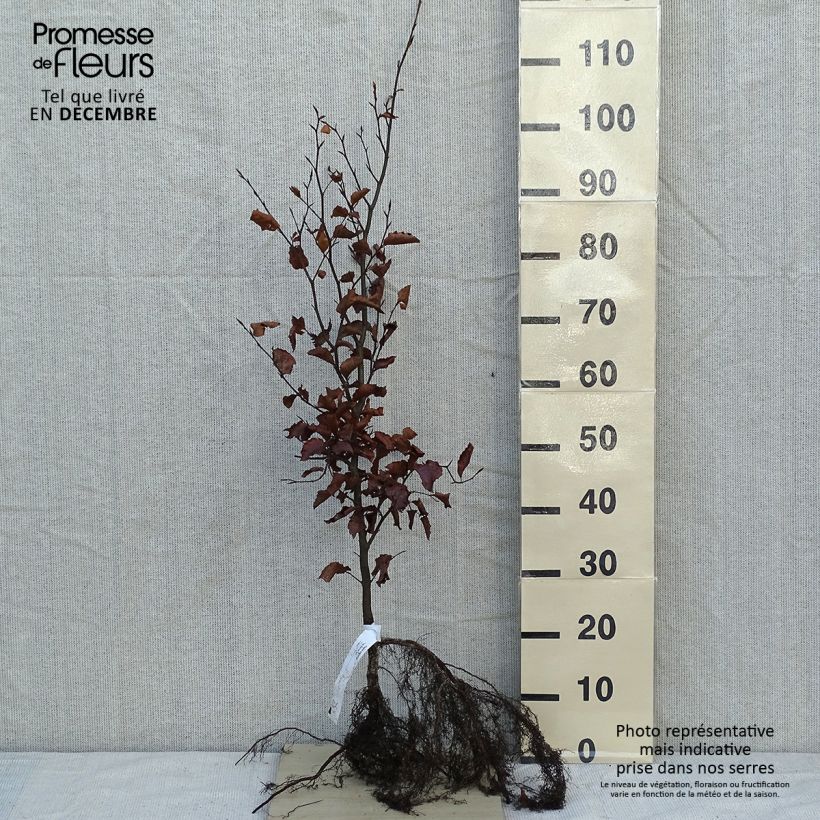 Example of Fagus sylvatica - Beuk Naakte wortel as you get in hiver