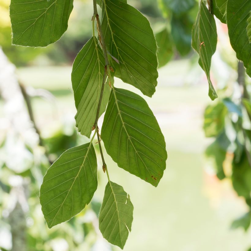 Fagus sylvatica Pendula - Treurbeuk (Foliage)