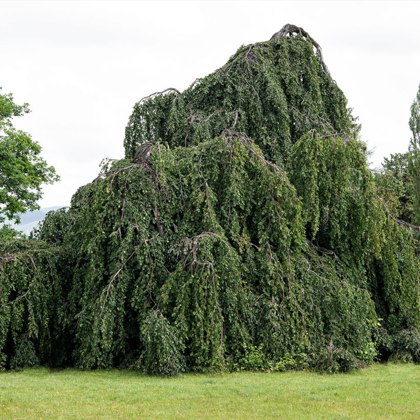 Fagus sylvatica Pendula - Treurbeuk (Plant habit)