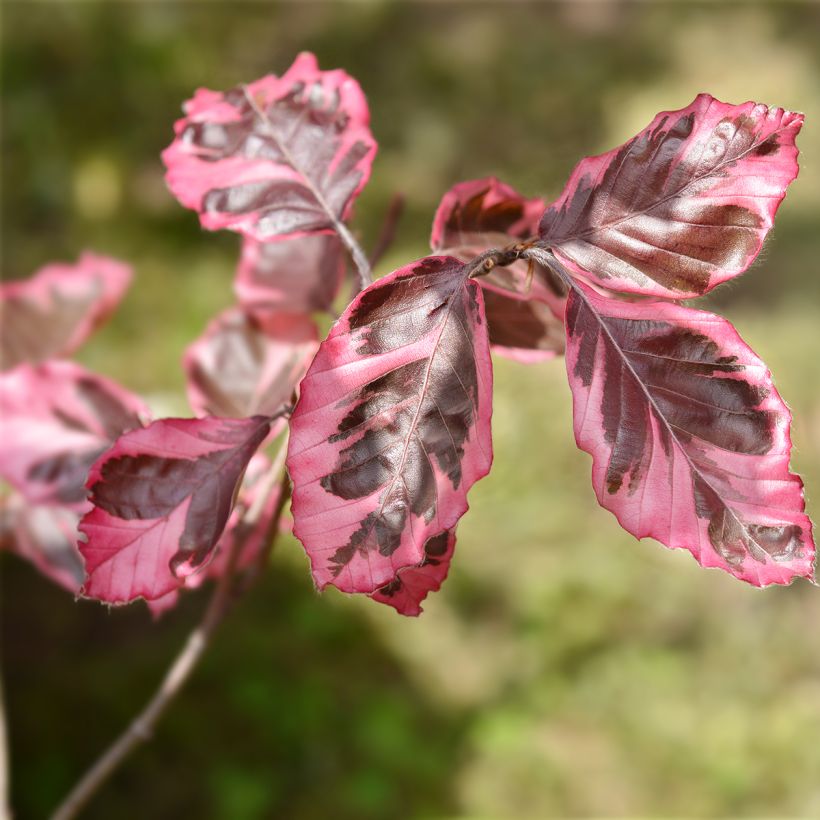 Fagus sylvatica Purpurea Tricolor - Bonte koperbeuk (Foliage)