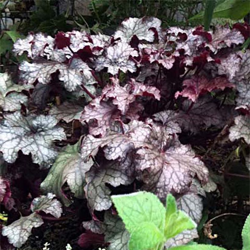 Heuchera Amethyst Myst - Purperklokje (Flowering)