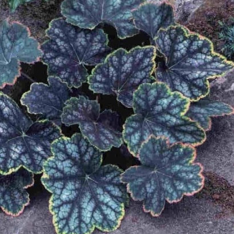 Heuchera Beauty Color - Purperklokje (Foliage)