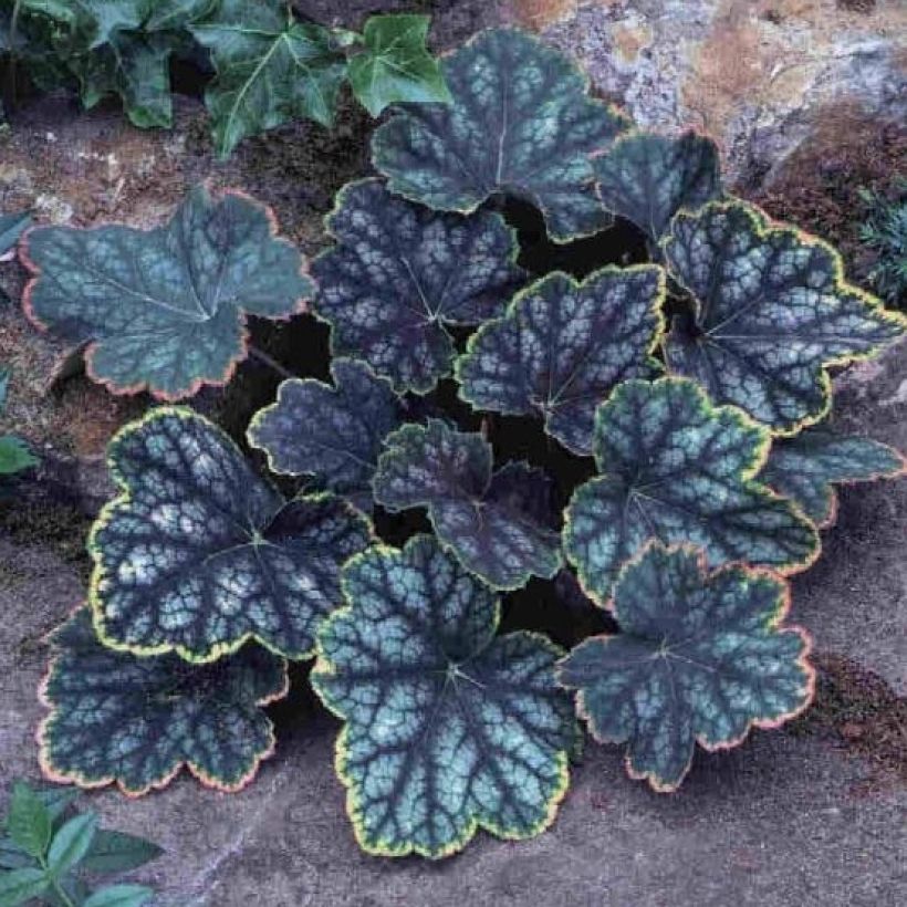 Heuchera Beauty Color - Purperklokje (Plant habit)